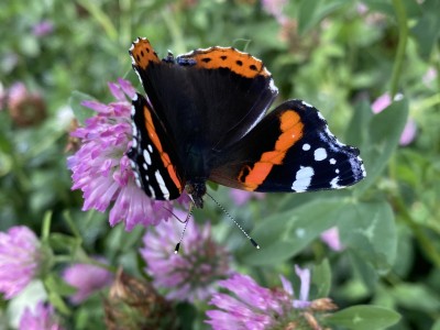 Red Admiral<br />Lingwood Common 11/09/2024