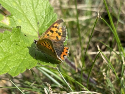 Small Copper<br />Lingwood Common 11/09/2024