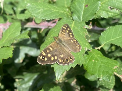 Speckled Wood 07/10/2023 Meadgate Park, Chelmsford