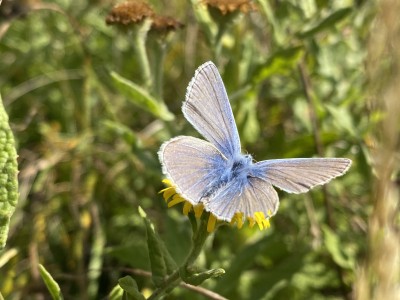 2024.09.13 Common Blue Johnson's Meadow West 001.jpg