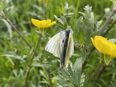 Green-veined White in cop 11/04/2024 Baddow Meads