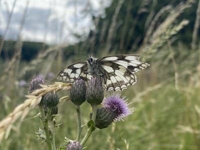 Marbled White 06/07/2023 Meadgate, Chelmsford
