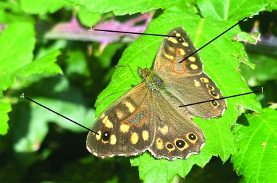 Male Speckled Wood