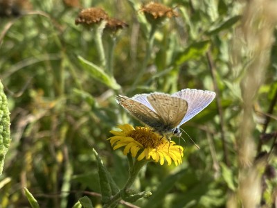 Common Blue male<br />Johnson's Meadow West 13/09/2024