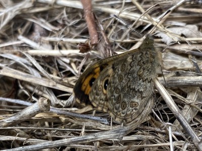 Wall Brown male<br />Northlands Wood 17/09/2024