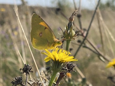 Clouded Yellow male<br />Thames Estuary Path 20/19/2024