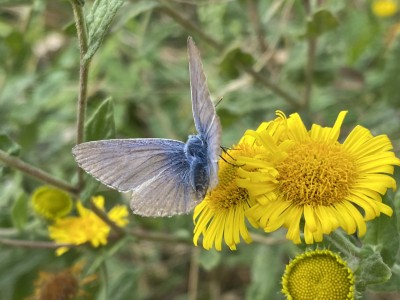 Common Blue male<br />Great Notley Country Park 06/09/2024