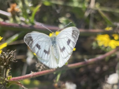 Green-veined White female<br />Benfleet Downs 17/09/2024