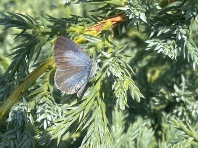 Holly Blue female<br />Woodham Fen 13/09/2024