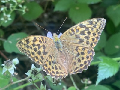 Silver-washed Fritillary female<br />Scrubs Wood, Danbury Ridge NRs 26/07/2024