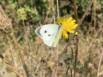 Large White female<br />Benfleet Downs 17/09/2024