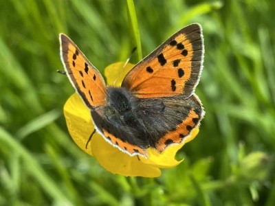 Small Copper male<br />23/05/2024 Baddow Meads
