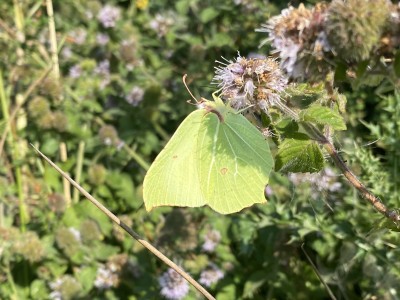 Brimstone male<br />Hatfield Forest 18/09/2024