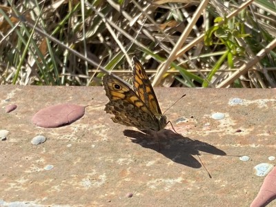 Wall Brown male<br />Wallasea Island 14/09/2024