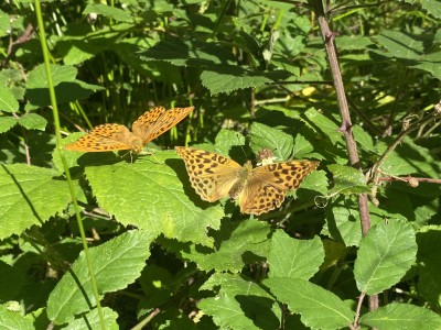 Silver-washed Fritillary male &amp; female<br />Hatfield Forest 19/07/2024