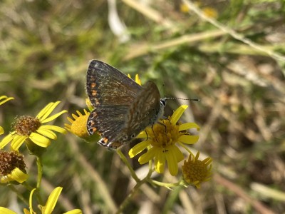 Common Blue female<br />Essex Sea Wall 27/08/2024