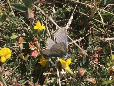 Common Blue male<br />Wallasea Island 29/08/2024