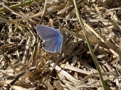 2024.09.14 Common Blue Wallasea Island 004.jpg