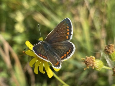 Brown Argus male<br />Holland Haven Country Park 26/08/2024