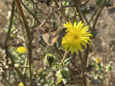 Silver Y<br />Wallasea Island 14/09/2024