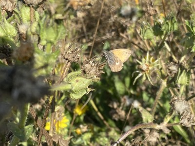 Small Heath<br />Wallasea Island 14/09/2024