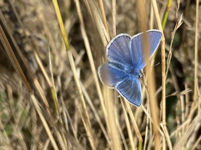 2024.09.14 Common Blue Wallasea Island 001.jpg