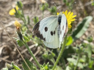 Large White female<br />Wallasea Island 14/09/2024