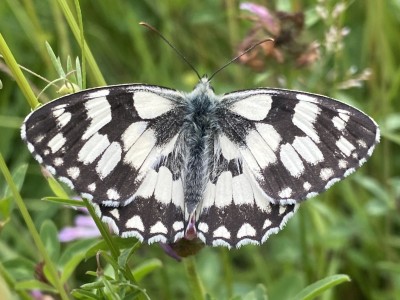 Marbled White<br />Hockley Woods 04/07/2024
