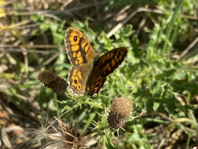 Wall Brown male x 2<br />Benfleet Downs 17/09/2024