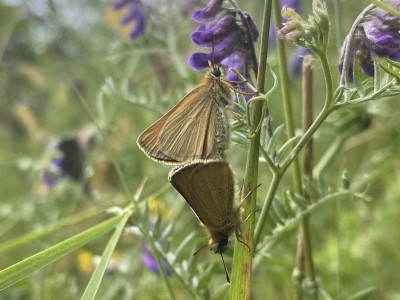 Essex Skipper in cop<br />Meadgate Fields Open Space 05/07/2024