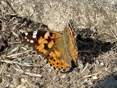 Painted Lady<br />Two Tree Island 28/08/2024