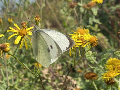 Large White male<br />The Naze 15/09/2024