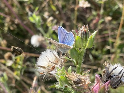 Common Blue male<br />Benfleet Downs 17/09/2024