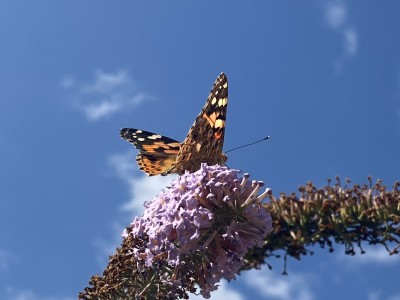 Painted Lady<br />Garden Meadgate, Chelmsford 03/09/2024