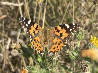 Painted Lady<br />Great Notley Country Park 06/09/2024