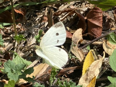 Small White female ovipositing<br />River Chelmer 01/09/2024