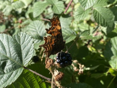 Comma<br />Hatfield Forest 18/09/2024