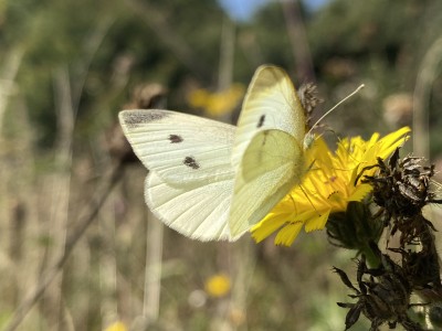 Small White female<br />Johnson's Meadow West 13/09/2024