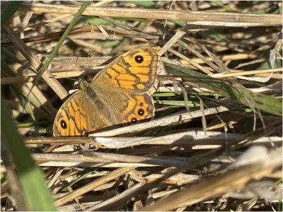 Wall Brown female<br />Benfleet Downs 17/09/2024