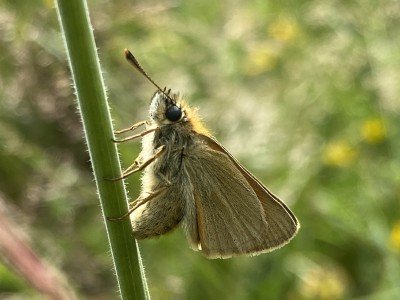 Small Skipper female ovipositing within a sheath of fine grass<br />Meadgate Fields Open Space 30/06/2024