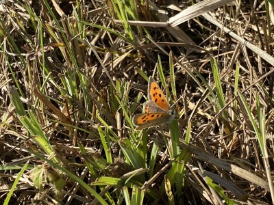 Small Copper<br />Johnson's Meadow West 13/09/2024