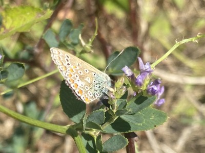 Common Blue female ovipositing on Alfalfa<br />Benfleet Moorings 28/08/2024