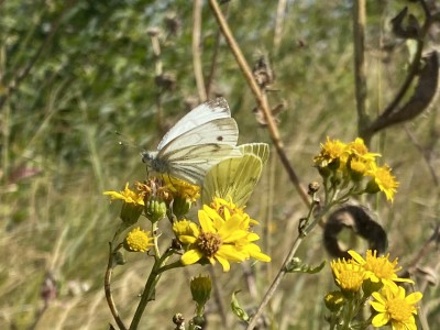 Green-veined White in cop<br />Essex Sea Wall 27/08/2024