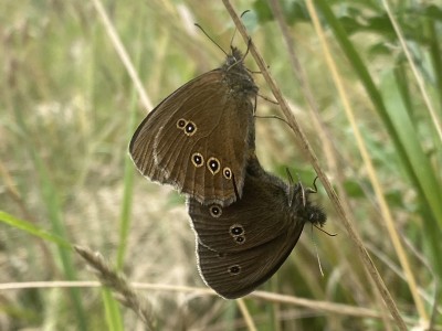 Ringlet in cop<br />Lingwood Common 08/07/2024