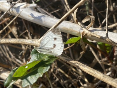 Green-veined White female<br />The Naze 15/09/2024