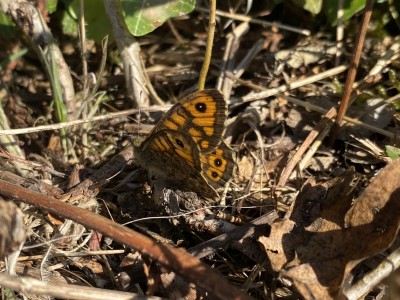 Wall male<br />Johnson's Meadow West 13/09/2024