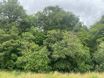 Lingwood Common southern woodland edge