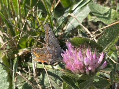 Brown Argus male<br />Wallasea Island 29/08/2024