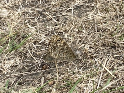 Wall Brown in cop<br />Wallasea Island 07/09/2024