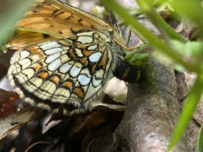 Heath Fritillary female ovipositing<br />Hockley Woods 17/06/2024